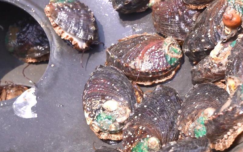 Abalone nutriente