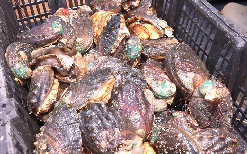 Per favore, assaggia l'abalone fresco appena raccolto